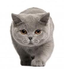 gato british short hair