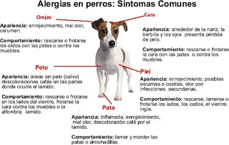 Sintomas de alergias en perros