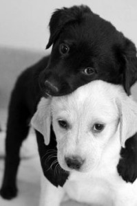 Perro negro y perro blanco
