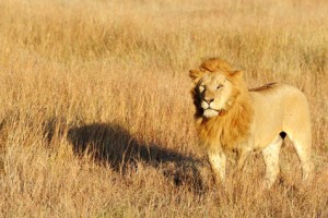 Gran felino: el león (imagen)