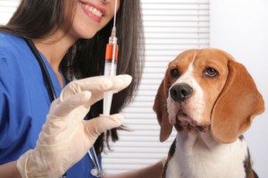 Vacuna en perro
