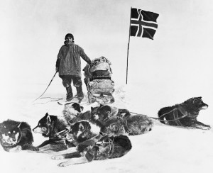 Amundsen perros