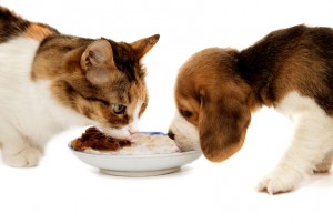 Perro y gato comiendo juntos